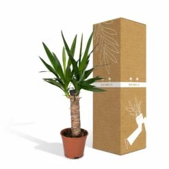 Yucca - H40cm, ø14cm - Plante D'intérieur -Promos Floromyst Boutique 3432fe20eae17f67