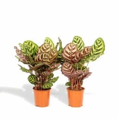 Calathea Makoyana Duo - Plantes D'intérieur