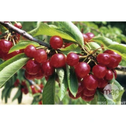 Cerisier Coeur De Pigeon : ½ Tige, 4-5 Ans, H 170-180 Cm -Promos Floromyst Boutique 37589 002