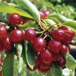 Cerisier Coeur De Pigeon : ½ Tige, 4-5 Ans, H 170-180 Cm -Promos Floromyst Boutique 37589 003