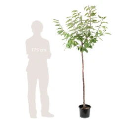 Cerisier Coeur De Pigeon : ½ Tige, 4-5 Ans, H 170-180 Cm -Promos Floromyst Boutique 37589 006