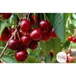 Cerisier Bigarreau Géant D'Hedelfingen 1/2 Tige 2ans âge Ctr 15L -Promos Floromyst Boutique 37597 002