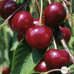 Cerisier Griotte Montmorency : ½ Tige, 4-5 Ans, H 170-180 Cm -Promos Floromyst Boutique 37611 004