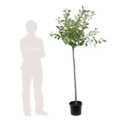 Cerisier Griotte Montmorency : ½ Tige, 4-5 Ans, H 170-180 Cm -Promos Floromyst Boutique 37611 008
