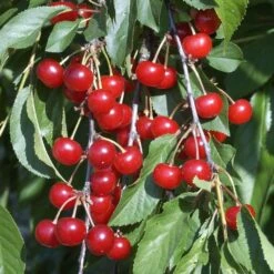 Cerisier Griotte Montmorency : ½ Tige, 4-5 Ans, H 170-180 Cm -Promos Floromyst Boutique 37611 010