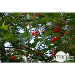 Cerisier Griotte De Montmorency : Gobelet 3 Ans D'âge Ctr 12 Litres 13 Cerisier Griotte De Montmorency : Gobelet 3 Ans D'âge Ctr 12 Litres -Promos Floromyst Boutique 37613 004