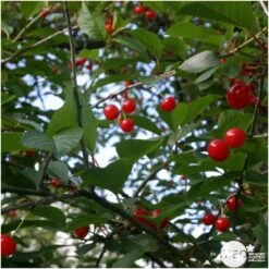 Cerisier Griotte De Montmorency : Gobelet 3 Ans D'âge Ctr 12 Litres 10 Cerisier Griotte De Montmorency : Gobelet 3 Ans D'âge Ctr 12 Litres -Promos Floromyst Boutique 37613 006