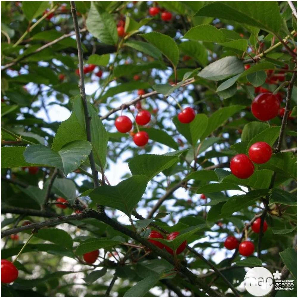 Cerisier Griotte De Montmorency : Gobelet 3 Ans D'âge Ctr 12 Litres 4 Cerisier Griotte De Montmorency : Gobelet 3 Ans D'âge Ctr 12 Litres – Image 4