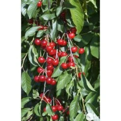 Cerisier Griotte De Montmorency : Gobelet 3 Ans D'âge Ctr 12 Litres 9 Cerisier Griotte De Montmorency : Gobelet 3 Ans D'âge Ctr 12 Litres -Promos Floromyst Boutique 37613 007