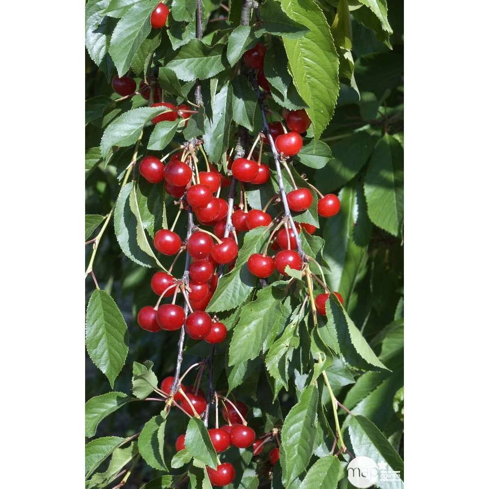 Cerisier Griotte De Montmorency : Gobelet 3 Ans D'âge Ctr 12 Litres 3 Cerisier Griotte De Montmorency : Gobelet 3 Ans D'âge Ctr 12 Litres – Image 3