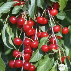 Cerisier Griotte De Montmorency : Gobelet 3 Ans D'âge Ctr 12 Litres 11 Cerisier Griotte De Montmorency : Gobelet 3 Ans D'âge Ctr 12 Litres -Promos Floromyst Boutique 37613 008