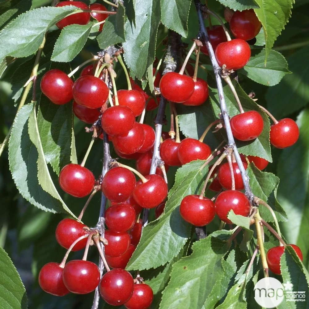 Cerisier Griotte De Montmorency : Gobelet 3 Ans D'âge Ctr 12 Litres 5 Cerisier Griotte De Montmorency : Gobelet 3 Ans D'âge Ctr 12 Litres – Image 5
