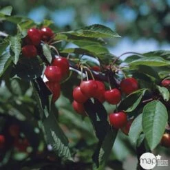 Cerisier Bigarreau Moreau : Gobelet 3 Ans D'âge Ctr 12 Litres -Promos Floromyst Boutique 37620 003