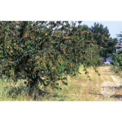 Cerisier Bigarreau Napoléon : Gobelet 3 Ans D'âge Ctr 12 Litres 6 Cerisier Bigarreau Napoléon : Gobelet 3 Ans D'âge Ctr 12 Litres -Promos Floromyst Boutique 37627 003