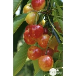 Cerisier Bigarreau Napoléon : Gobelet 3 Ans D'âge Ctr 12 Litres 8 Cerisier Bigarreau Napoléon : Gobelet 3 Ans D'âge Ctr 12 Litres -Promos Floromyst Boutique 37627 004