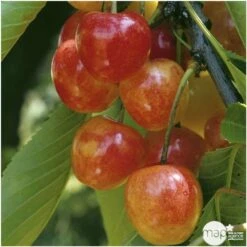 Cerisier Bigarreau Napoléon : Gobelet 3 Ans D'âge Ctr 12 Litres 9 Cerisier Bigarreau Napoléon : Gobelet 3 Ans D'âge Ctr 12 Litres -Promos Floromyst Boutique 37627 006