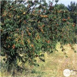 Cerisier Bigarreau Napoléon : Gobelet 3 Ans D'âge Ctr 12 Litres 7 Cerisier Bigarreau Napoléon : Gobelet 3 Ans D'âge Ctr 12 Litres -Promos Floromyst Boutique 37627 007