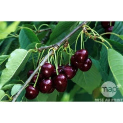 Cerisier Bigarreau Reverchon : Gobelet 3 Ans D'âge Ctr 12 Litres 5 Cerisier Bigarreau Reverchon : Gobelet 3 Ans D'âge Ctr 12 Litres -Promos Floromyst Boutique 37634 003