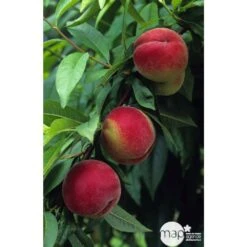 Pêcher à Chair Blanche Amsden : Demi Tige Ctr 15 Litres -Promos Floromyst Boutique 37642 002