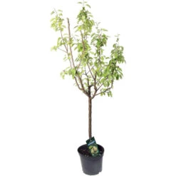 Poirier Beurré Hardy : Gobelet 3 Ans D'âge Ctr 12 Litres 6 Poirier Beurré Hardy : Gobelet 3 Ans D'âge Ctr 12 Litres -Promos Floromyst Boutique 37673 002