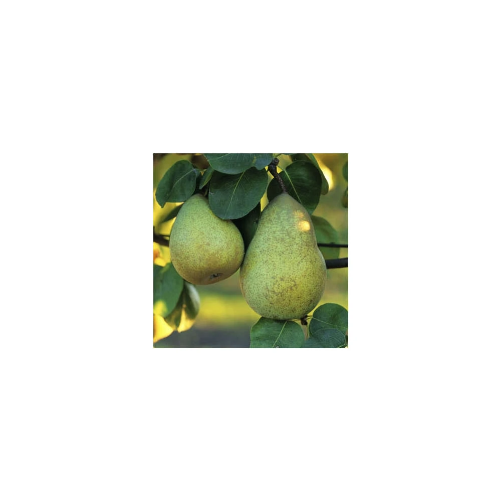 Poirier Beurré Hardy : Gobelet 3 Ans D'âge Ctr 12 Litres 4 Poirier Beurré Hardy : Gobelet 3 Ans D'âge Ctr 12 Litres – Image 4