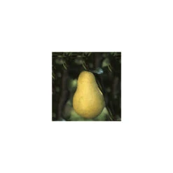 Poirier Williams : Gobelet 3 Ans D'âge - Ctr 12 Litres 4 Poirier Williams : Gobelet 3 Ans D'âge - Ctr 12 Litres -Promos Floromyst Boutique 37709 004 1