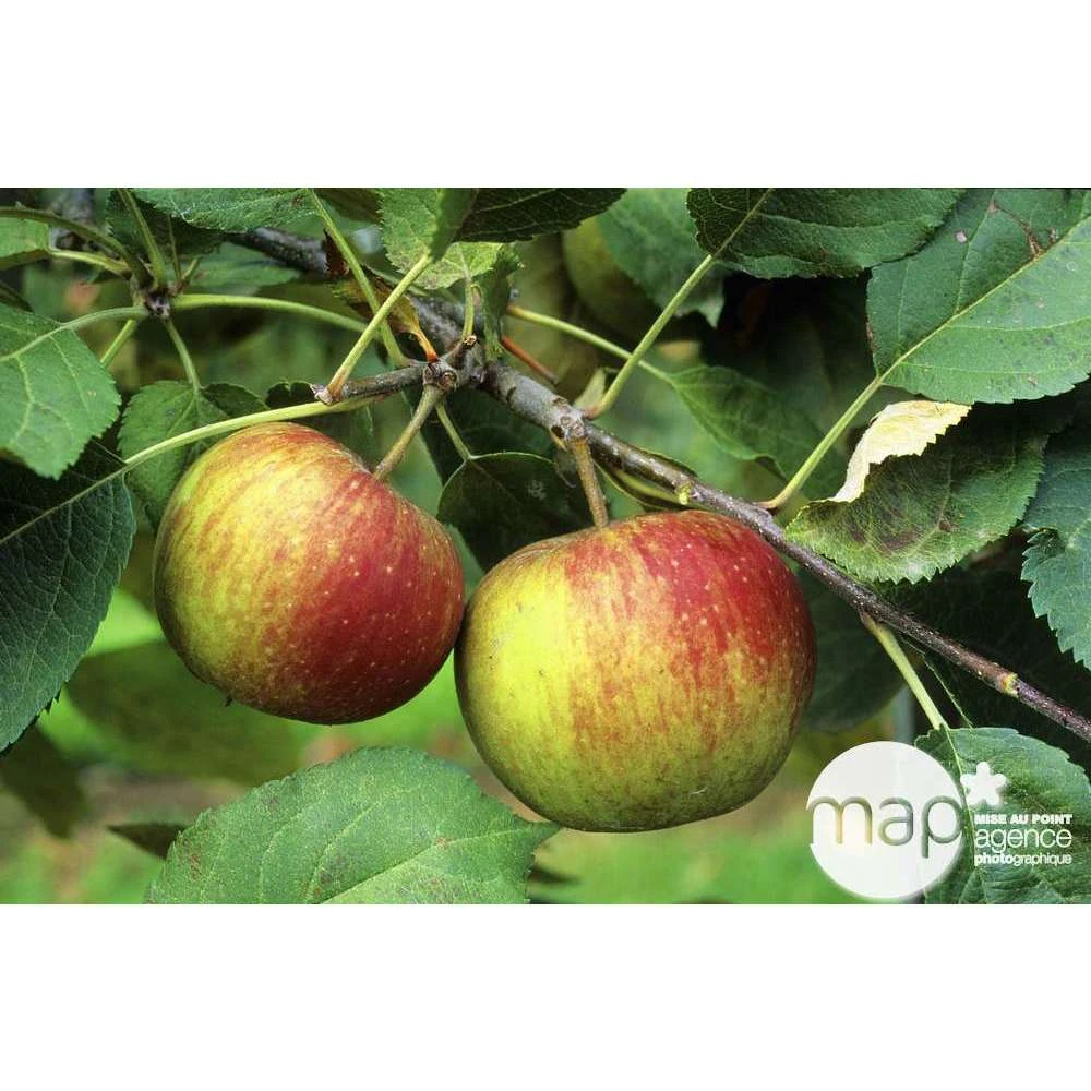 Pommier Belle De Boskoop : Gobelet 3 Ans D'âge Ctr 12 Litres 1 Pommier Belle De Boskoop : Gobelet 3 Ans D'âge Ctr 12 Litres