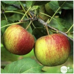 Pommier Belle De Boskoop : Gobelet 3 Ans D'âge Ctr 12 Litres 5 Pommier Belle De Boskoop : Gobelet 3 Ans D'âge Ctr 12 Litres -Promos Floromyst Boutique 37719 004