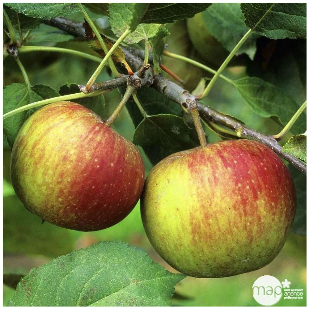 Pommier Belle De Boskoop : Gobelet 3 Ans D'âge Ctr 12 Litres 2 Pommier Belle De Boskoop : Gobelet 3 Ans D'âge Ctr 12 Litres – Image 2