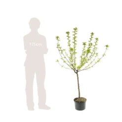 Pommier Belle De Boskoop : Gobelet 3 Ans D'âge Ctr 12 Litres 7 Pommier Belle De Boskoop : Gobelet 3 Ans D'âge Ctr 12 Litres -Promos Floromyst Boutique 37719 006