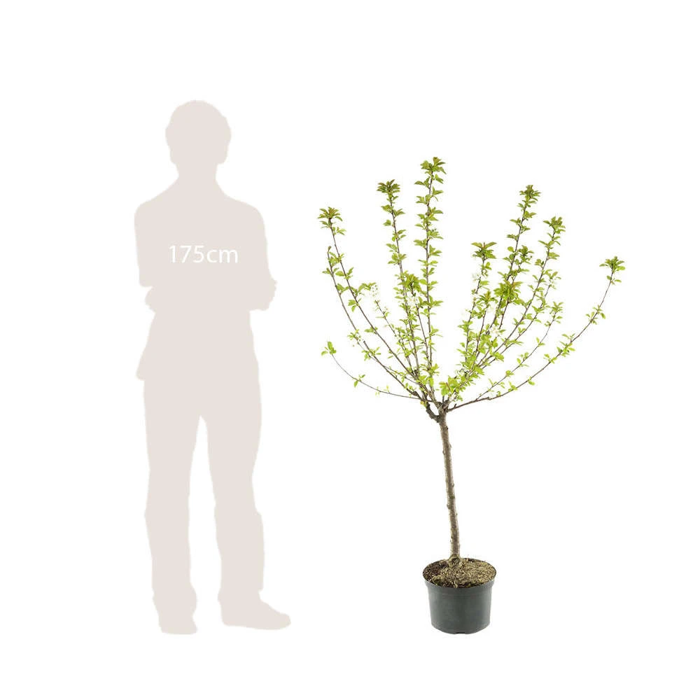 Pommier Belle De Boskoop : Gobelet 3 Ans D'âge Ctr 12 Litres 4 Pommier Belle De Boskoop : Gobelet 3 Ans D'âge Ctr 12 Litres – Image 4