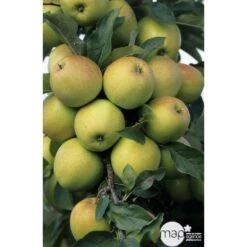 Pommier Golden Delicious : Gobelet 3 Ans D'âge Ctr 12 Litres 7 Pommier Golden Delicious : Gobelet 3 Ans D'âge Ctr 12 Litres -Promos Floromyst Boutique 37730 003