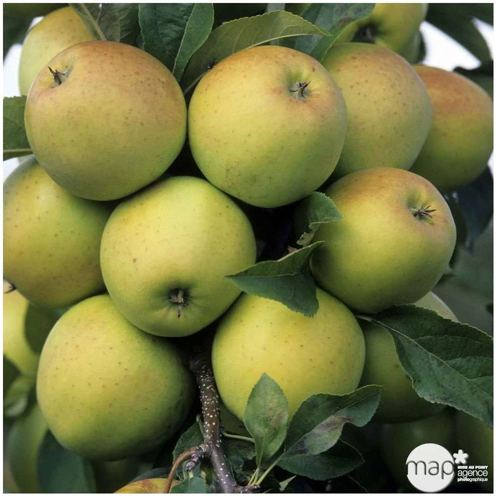 Pommier Golden Delicious : Gobelet 3 Ans D'âge Ctr 12 Litres 3 Pommier Golden Delicious : Gobelet 3 Ans D'âge Ctr 12 Litres – Image 3