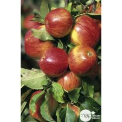 Pommier Jonagold : Gobelet 3 Ans D'âge Ctr 12 Litres 4 Pommier Jonagold : Gobelet 3 Ans D'âge Ctr 12 Litres -Promos Floromyst Boutique 37759 003