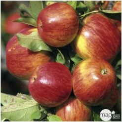 Pommier Jonagold : Gobelet 3 Ans D'âge Ctr 12 Litres 5 Pommier Jonagold : Gobelet 3 Ans D'âge Ctr 12 Litres -Promos Floromyst Boutique 37759 004