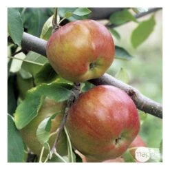 Pommier Melrose : ½ Tige, 4-5 Ans, H 170-180 Cm -Promos Floromyst Boutique 37765 008