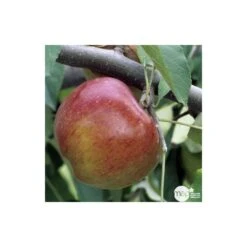 Pommier Melrose : Gobelet 3 Ans D'âge Ctr 12 Litres 7 Pommier Melrose : Gobelet 3 Ans D'âge Ctr 12 Litres -Promos Floromyst Boutique 37769 004