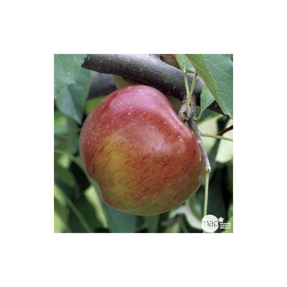 Pommier Melrose : Gobelet 3 Ans D'âge Ctr 12 Litres 1 Pommier Melrose : Gobelet 3 Ans D'âge Ctr 12 Litres