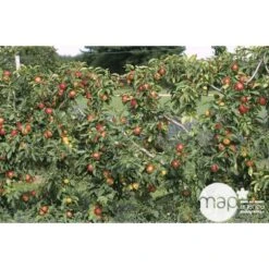 Pommier Reine Des Reinettes : Gobelet 3 Ans D'âge Ctr 12 Litres -Promos Floromyst Boutique 37779 002