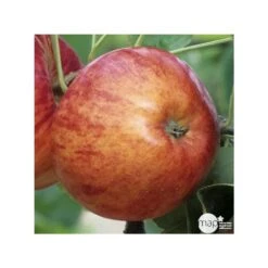 Pommier Reine Des Reinettes : Gobelet 3 Ans D'âge Ctr 12 Litres -Promos Floromyst Boutique 37779 004