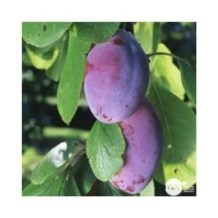 Prunier Quetsche D'Alsace : ½ Tige, 4-5 Ans, H 170-180 Cm 9 Prunier Quetsche D'Alsace : ½ Tige, 4-5 Ans, H 170-180 Cm -Promos Floromyst Boutique 37821 003