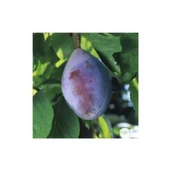 Prunier Quetsche D'Alsace : ½ Tige, 4-5 Ans, H 170-180 Cm 7 Prunier Quetsche D'Alsace : ½ Tige, 4-5 Ans, H 170-180 Cm -Promos Floromyst Boutique 37821 005