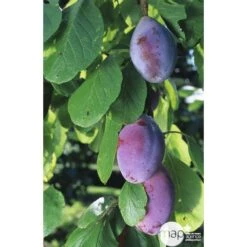 Prunier Quetsche D'Alsace : Gobelet 3 Ans D'âge Ctr 12 Litres -Promos Floromyst Boutique 37823 003