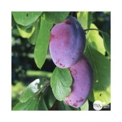 Prunier Quetsche D'Alsace : Gobelet 3 Ans D'âge Ctr 12 Litres -Promos Floromyst Boutique 37823 004