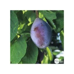 Prunier Quetsche D'Alsace : Gobelet 3 Ans D'âge Ctr 12 Litres -Promos Floromyst Boutique 37823 006