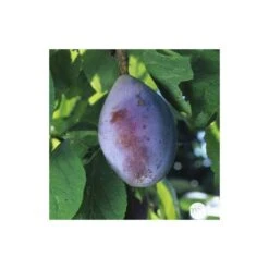 Prunier Quetsche D'Alsace : Gobelet 3 Ans D'âge Ctr 12 Litres -Promos Floromyst Boutique 37823 007