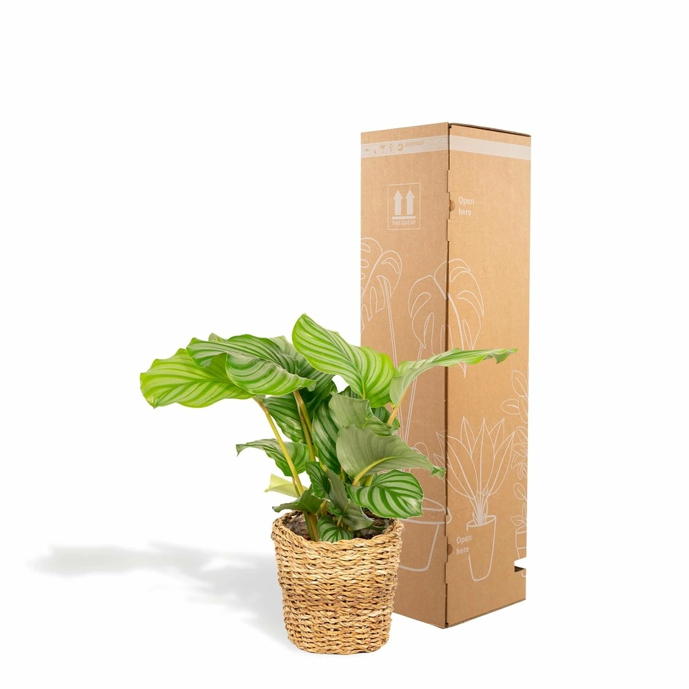 Calathea Orbifolia Et Son Panier Naturel - H40cm, ø14 Cm - Plante D'intérieur 4 Calathea Orbifolia Et Son Panier Naturel - H40cm, ø14 Cm - Plante D'intérieur – Image 4
