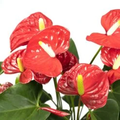 Anthurium Rouge - H55cm, ø17cm - Plante D'intérieur -Promos Floromyst Boutique 38b54ea20ca73bf4