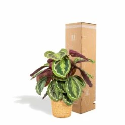 Calathea Médaillon Et Son Panier Naturel - H65cm, ø19cm - Plante D'intérieur 8 Calathea Médaillon Et Son Panier Naturel - H65cm, ø19cm - Plante D'intérieur -Promos Floromyst Boutique 39375a6afe5bd28e