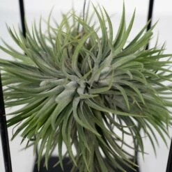 Tillandsia Et Son Support En Cube - H35cm, ø20cm - Plante D'intérieur Tombante -Promos Floromyst Boutique 3a8531a0d40b3602